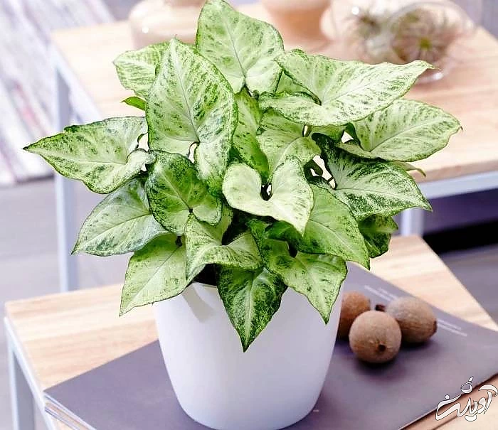 گیاهان آپارتمانی حساسیت زا گیاه سمی سینگونیوم